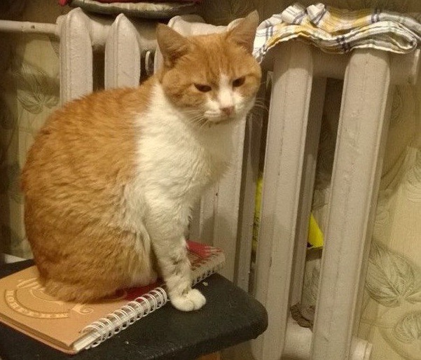  История смелого рыжего кота, заболевшего страшной болезнью - фото 3