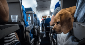 "Теперь не багаж". авиакомпания одобрила перевозку животных в салоне самолета